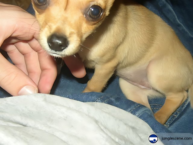 Adorable Chihuahua Puppy