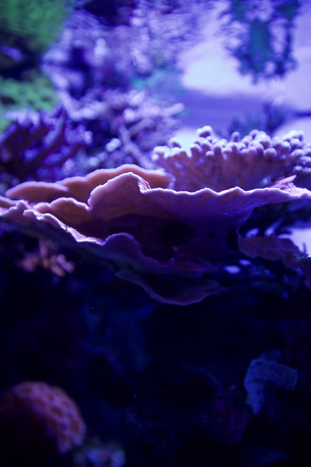 Vibrant Coral Reef Under Purple Aquarium Lighting