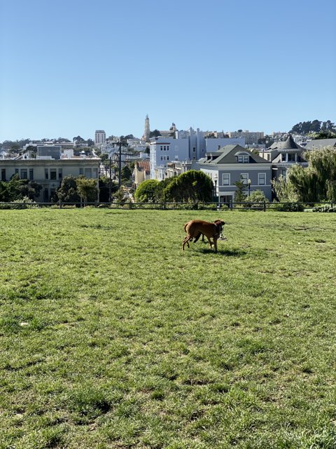 Cow Grazing in the City