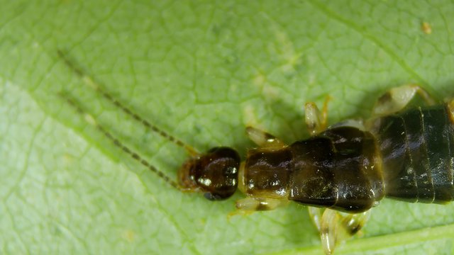 Extreme Close-Up of Dark Insect on Green Leaf
