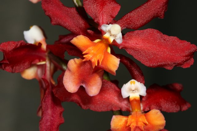 Vibrant Colors of a Red and Orange Orchid