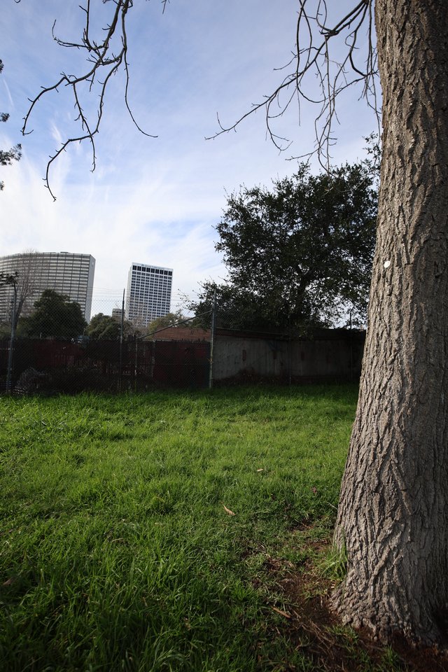 Urban Park Tree Against City Skyline at Dusk