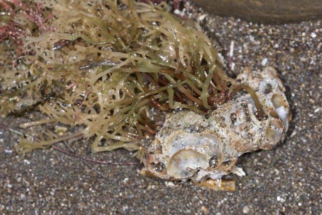 Lifeless Sea Anemone on the Shore