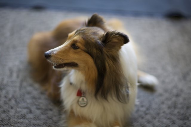Collie with a Tag