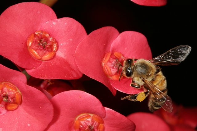 Bee on a Pink Geranium