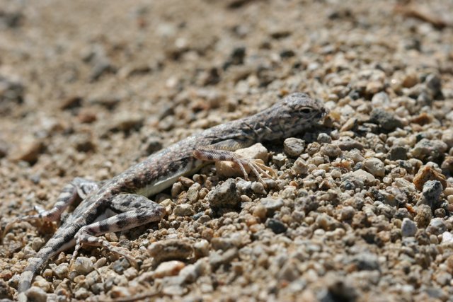 Sandy Reptile