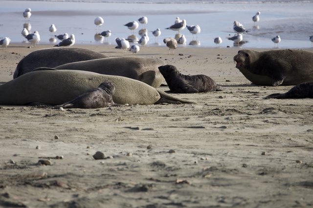 Elephant Seal Colony Resting at Drakes Beach