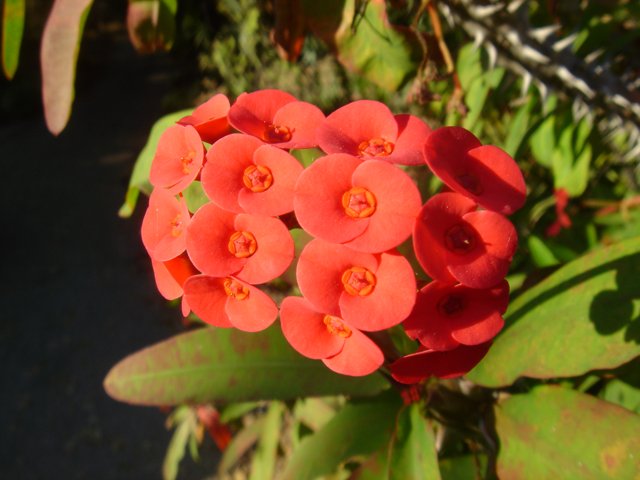 Vibrant Geranium Blossom