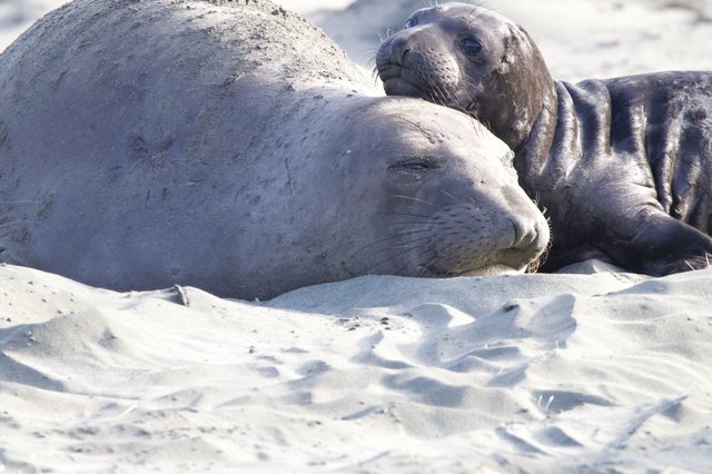 Elephant Seal Pup Resting Beside Adult on Sandy Beach