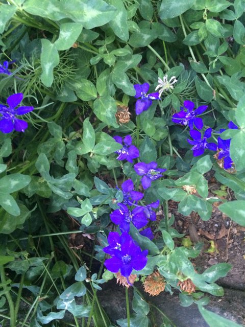 Blue Blossoms in Altadena Garden