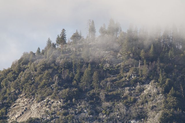 Misty Mountain Forest Ridge in Yosemite Winter