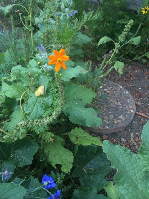Orange Anemone in California Garden