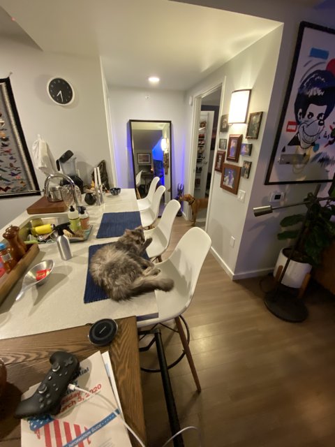 Feline Art Critic in the Dining Room