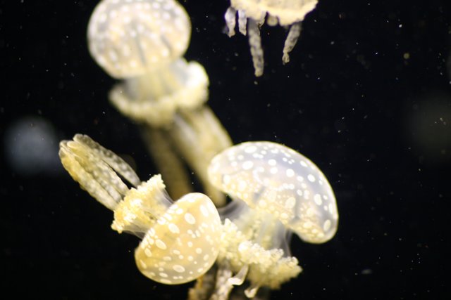Mesmerizing jellyfish in the tank