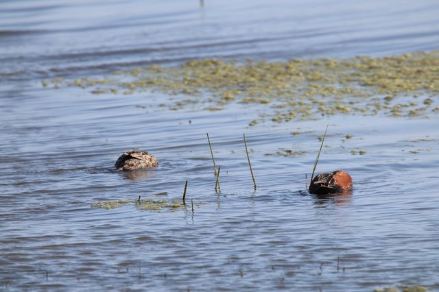 Pair of Grebes Resting in Shallow Wetland Waters