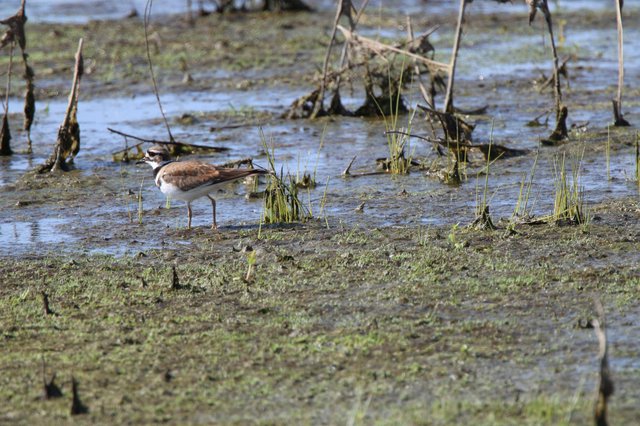 Killdeer Wading in Shallow Wetland Waters
