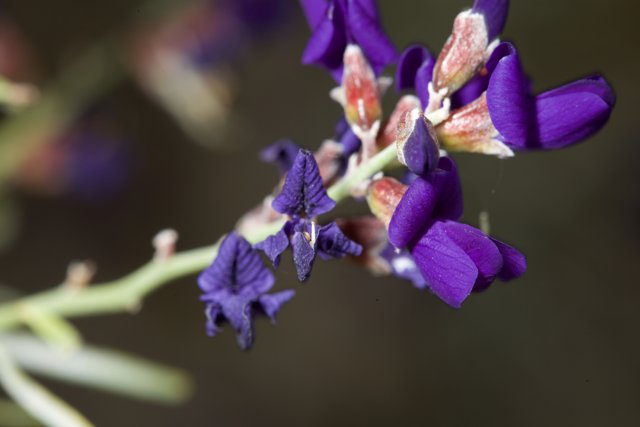 Purple Iris Blossoming in Anza