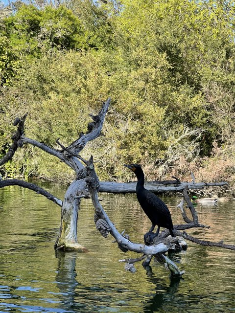 Cormorant Perched on Tree Branch in Stow Lake
