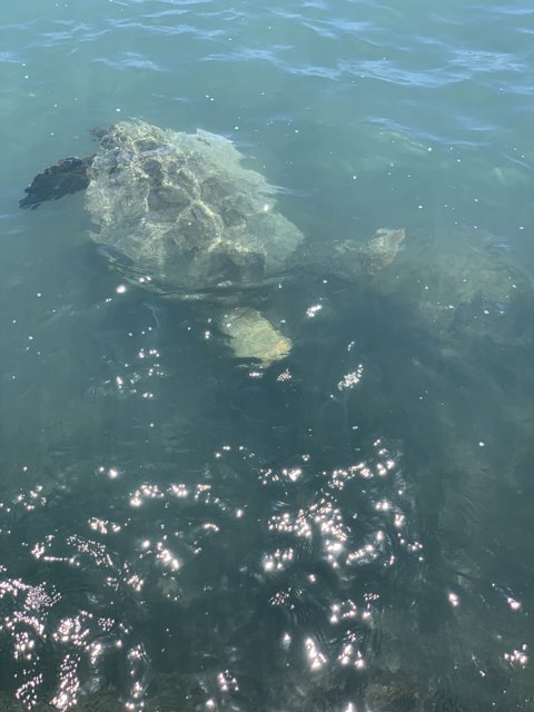 Majestic Sea Turtle in Waikiki Beach