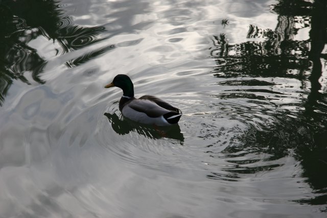 Serene Duck in a Rippling Pond