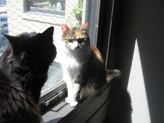 Feline Friends on the Window Sill