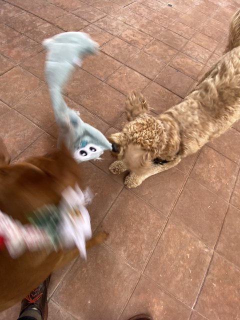 Playtime with Pup and Stuffed Animal
