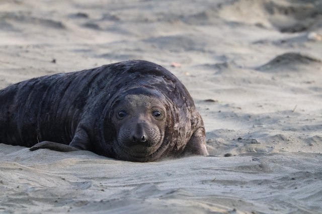 Young Elephant Seal Resting on Sandy Beach