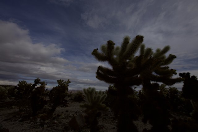 Desert Cactus Beneath Cloudy Skies