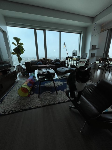 Feline Living Room