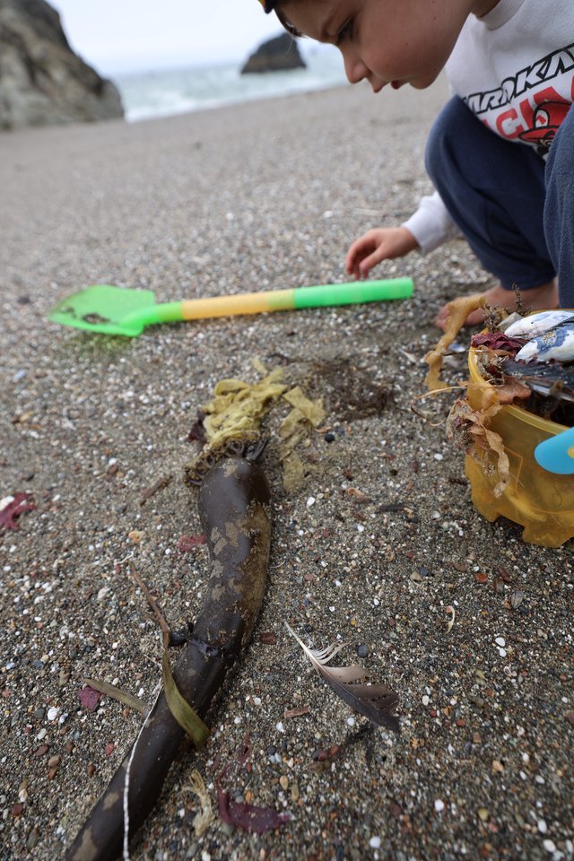 Young Explorer Examines Beached Fish on Rocky Shore