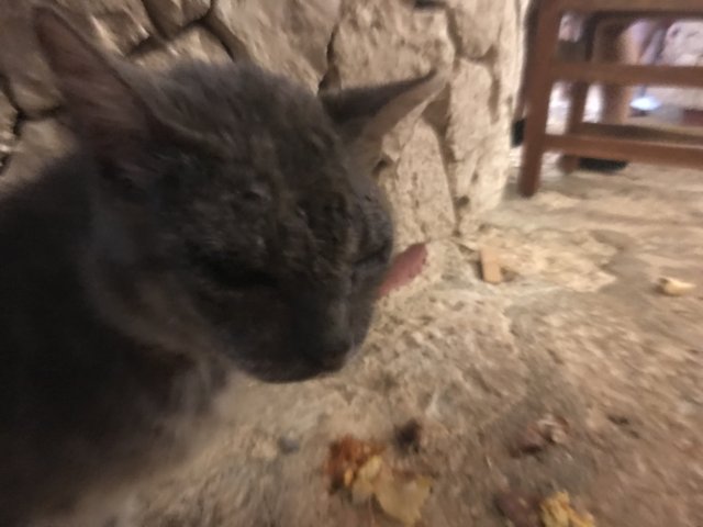 Gray Cat Posing in Front of Ancient Stone Wall