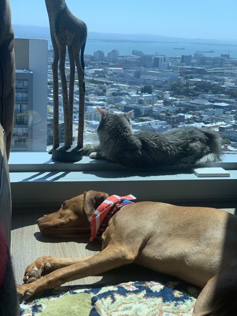Furry Friends on a San Francisco Rug