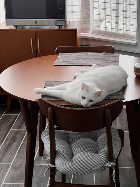 White Cat Taking a Nap in Front of a Dining Table