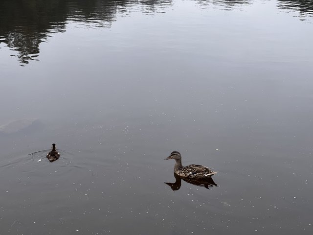 Ducks Take a Dip in Mountain Lake