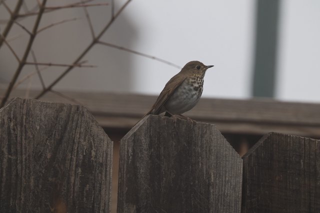 Hermit Thrush Perched on Weathered Wooden Fence