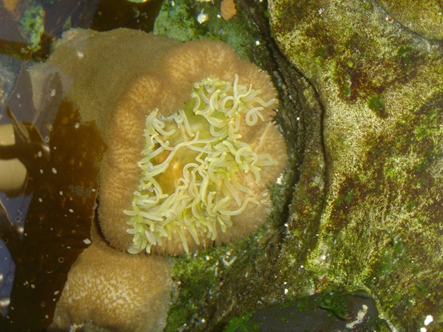 Magnificent Green Sea Anemone with White Flowers