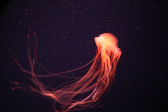 Glowing Jellyfish in the Abyss