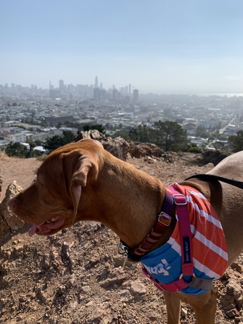 Colorful Vest on a Corona Heights Hill