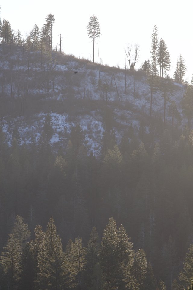 Misty Winter Morning on Snowy Mountain Slope