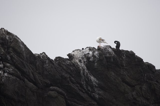 Seagull and Cormorant Share Rocky Coastal Perch