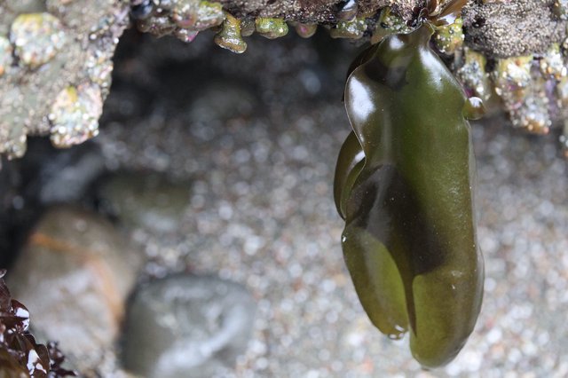 Bladder Wrack Seaweed Hanging in Rocky Tide Pool