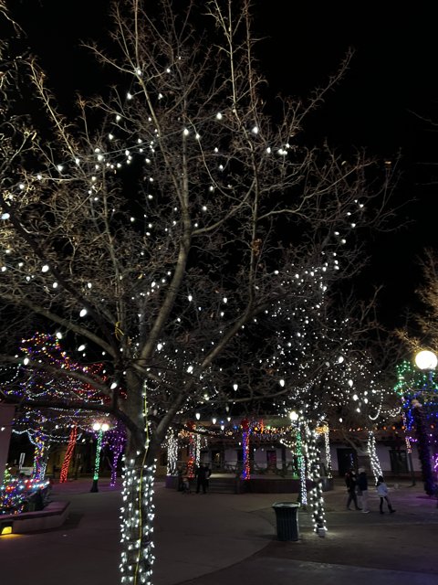 Illuminated Tree in Santa Fe Plaza
