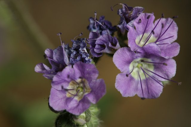 Purple Petunias in Bloom
