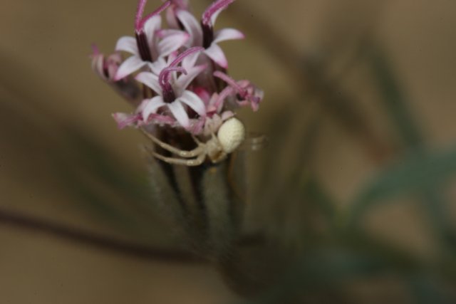 Desert Flower Spider