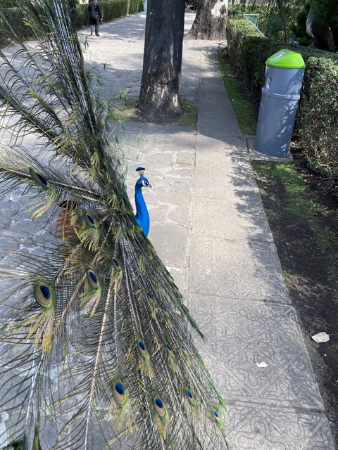 Regal Peacock Strolls Down Xochimilco Pathway