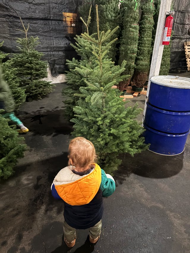Toddler Selecting a Christmas Tree at Holiday Market