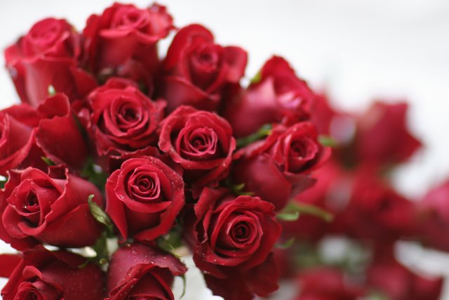 12 Red Roses in a Bouquet