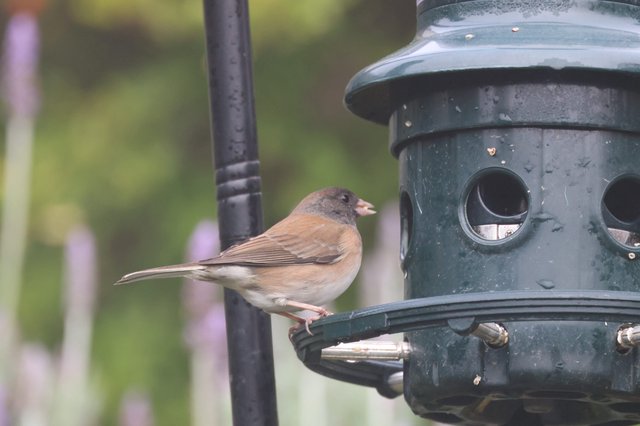 Dark-Eyed Junco Perched on Backyard Bird Feeder