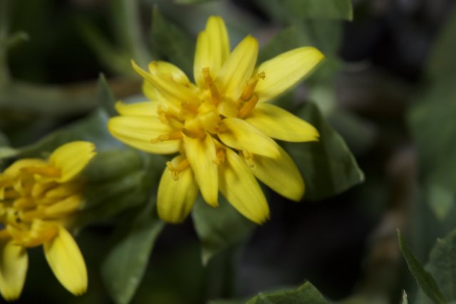 Sunny Blooms