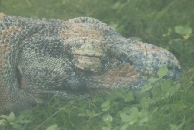 Stealthy Giant: The Monitor Lizard at Rest
